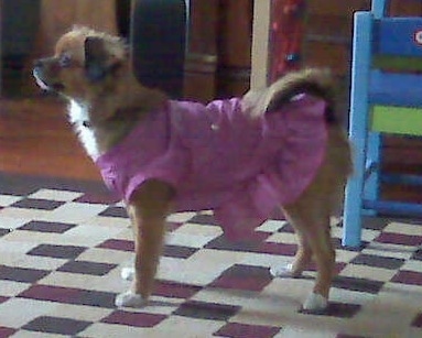 The left side of a brown with white Tibetan Chin that is wearing a pink dress and it is standing on a rug. It is looking to the left. Its tail is curled up over its back.