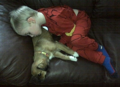 A boy in red pajamas is sleeping across a couch and over top of a brown with white Tibetan Chin puppy that is laying down on the couch.