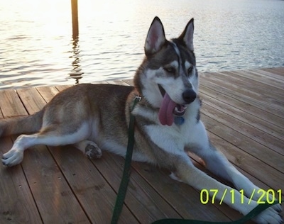 The right side of a black, tan and white Timber Wolf that is laying across a wooden dock that is on top of a body of water. Its mouth is open, its tongue is out and it is looking to the right.