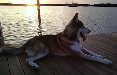 The right side of a black, tan and white Timber Wolf that is laying across a wooden dock that is on top of a body of water. Its mouth is open and its tongue is sticking out. The sun is setting in the distance.