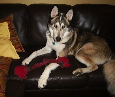 The left side of a black, brown and white Timber Wolf laying across a black couch looking forward. It has a red and black rope toy over its front paw. It has perk ears and yellow eyes with black rims around them.