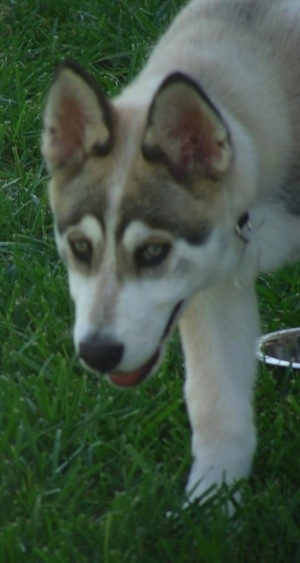 Close up front side view - A white with tan and black Timber Wolf puppy that is walking across a grass surface and its head is level with its body. It has perk ears and yellow eyes with black rims around them.
