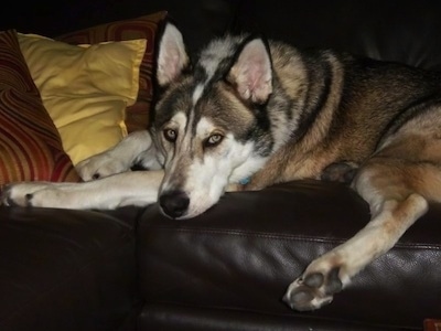 Close up side view - A black, tan and white Timber Wolf laying down across a black couch and it is looking forward. It has perk ears and yellow eyes.