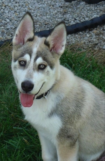 Close up front side view - The left side of a white with tan and black Timber Wolf puppy that is sitting across a grass surface. It is looking forward, its head is slightly tilted to the right, its mouth is open, its tongue is sticking out. It has perk ears, a black nose and yellow eyes.