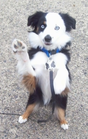 A blue-eyed tricolor white and black with brown Toy Australian Shepherd is standing on its hind legs in a begging pose on a sidewalk. Its front paws are in the air.