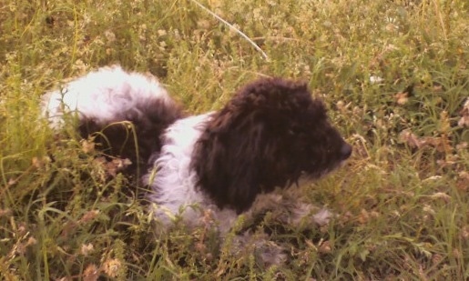 The front right side of a thick, long coated, small black and white Toy Poodle dog laying in tall grass and weeds looking to the right.