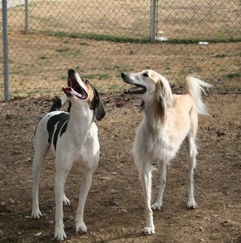 Two dogs are standing in dirt and looking up. They're mouths are open and tongues are out