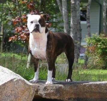 The front leftside of a wide chested, dark brown brindle with white Valley Bulldog that is standing across a stone surface and it is looking forward.
