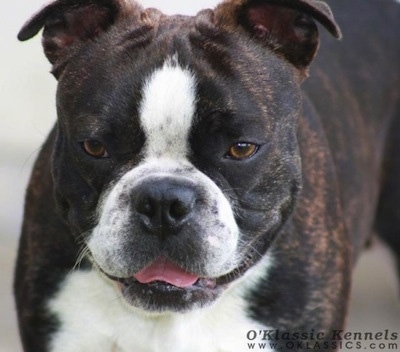 Close up front view head shot - A brindle with white Victorian Boston Bulldog is standing across a stone surface, it is looking forward, its mouth is open and its tongue is sticking out.