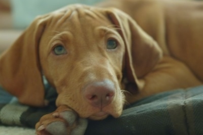 Close up - A tan Vizsla is laying down on a blanket and it is looking forward. It has long droopy ears and light colored eyes and a brown nose.