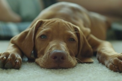 Close up front view - A tan Vizsla is laying down on a carpet and it is looking forward. The dogs head is laying flat on the carpet and it has a brown nose and sleepy looking eyes.