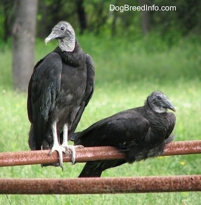 Two Vultures sitting on a rusty metal bar