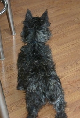 The back of a black brindle wiry looking Wauzer dog that is standing next to a metal chair on a hardwood floor. The dog is small and low to the ground.
