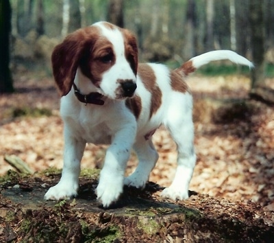 A small white with brown Welsh Springer Spaniel puppy is standing on a mossy tree stump and it is looking to the right. It has a long white tail and long brown drop ears that hang down to the sides and a black nose.