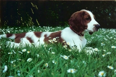 The right side of a white with brown Welsh Springer Spaniel puppy that is laying across a field that is filled with white and yellow daisy flowers.