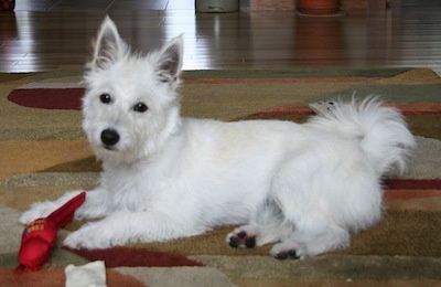 The left side of a white Westeke dog that is laying on a rug and there is a red toy in front of it. The dog has pointy perk ears and a fringe ring tail and dark eyes.