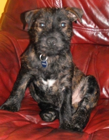 A black with tan brindle Westie Staff puppy is sitting on a red leather couch. It has a patch of white on its chest and round eyes and a black nose.