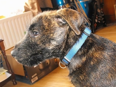 Close up - The left side of a black with tan Westie Staffpuppy that is wearing a blue collar. The dog has small fold over ears, brown eyes and a black nose. Its coat looks wiry