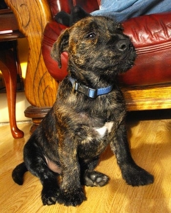 A black with tan brindle Westie Staff puppy is sitting on a hardwood floor in front of a couch. Its nose is black, is almond shaped eyes are brown and it is wearing a blue collar. It has a white patch on its chest.