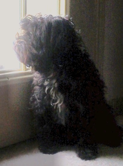 A black with a tuft of white Westiepoo dog sitting on a carpet and it is looking out of the window to the left of it.