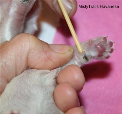 Person pointing to the dewclaw of a puppy with a yellow stick