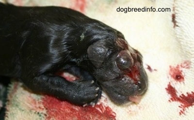 Close Up - decomposing stillborn puppy laying on a towel