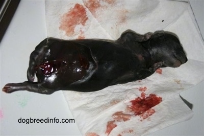 Close Up - Partially decomposed stillborn puppy