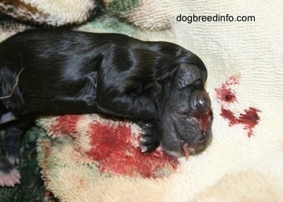 Close Up - Stillborn puppy with tongue out