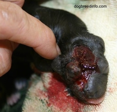 Close Up - decomposed head area of stillborn puppy