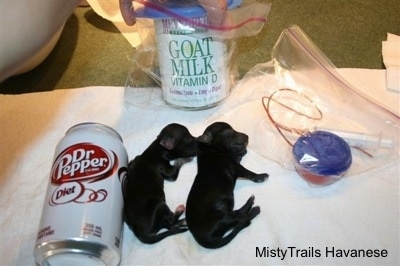 Two Tiny puppies next to a can of Diet Dr. Pepper
