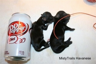 Close Up - Two Tiny puppies next to a can of Dr. Diet Pepper
