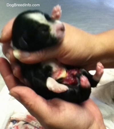 Puppy born with intestines on the outside being held by a person