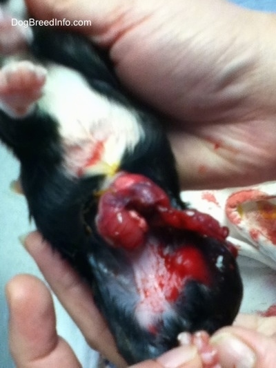 Close Up - Intestines coming out of puppy