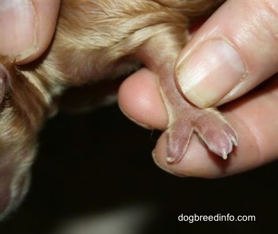 Puppy born with a missing toe