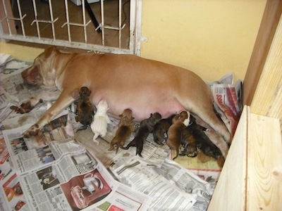 A Litter of puppies nursing