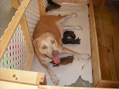 Roo the Pit Bull mix laying in a wood pen with five puppies nursing