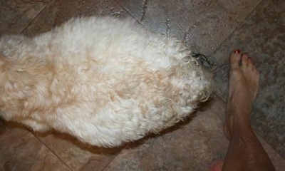 Top down view of a dog walking across a tiled floor. There is a persons foot behind it. The dog has a round stomach