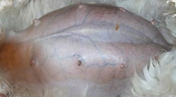 Close up - The shaved bloated stomach of a dog