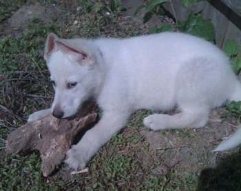 The left side of a American White Shepherd puppy that is laying outside and it is chewing on a hunk of wood