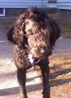 Front view - A shaved black Whoodle dog standing on a streetside walkway. It is looking down and it has a Mohawk.