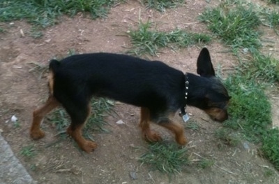 The right side of a black and brown Wire Fox Pinscher puppy that is walking across a patchy dirt surface. It has large perk ears that are pinned back slightly