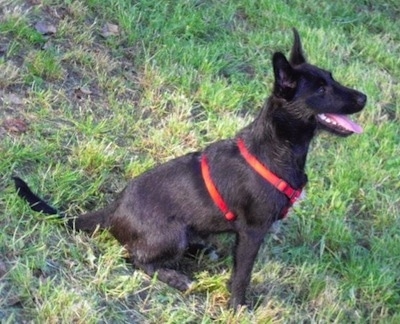 The right side of a panting black Wire Hair Snauzer that is sitting on a hill and it is wearing a red harness. It has perk ears, a black nose, dark eyes and very white teeth.