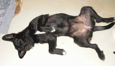 A black with white Wire Hair Snauzer is laying on its back belly up with its paws in the air. It has white on its chest, a black nose, dark eyes and perk ears.