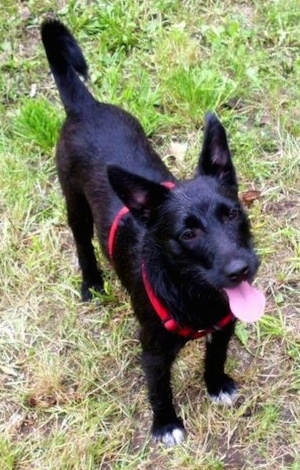The front right side of a black dog with a shiny coat wearing a red harness standing outside in grass. It is looking up and it is panting. It has white on the tips of its paws, dark eyes, a tail that rings up over its back and large perk ears.