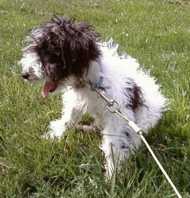 The front left side of a wavy coated white with brown Wire-Poo dog that is sitting outside in grass with a leash attached. It is panting.