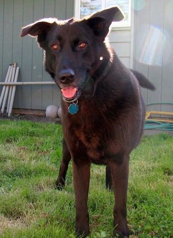 Front view of a large breed black Wolador dog standing in grass in front of a gray house with its mouth open and it is looking forward. The dog's eyes are glowing brown and its tongue is pink. Its ears stick out to the sides.