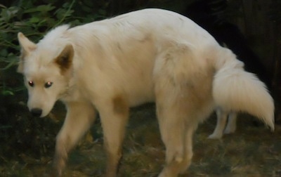 arctic wolf dog hybrid