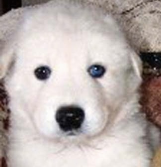 Close up - A white Artic and Timber Wolf Hybrid puppy is laying on a blanket and it is looking forward. It has one blue eye and one black eye.