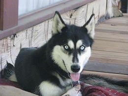 A black and white Timber Wolf/Siberian Husky that is laying on top of a blanket on a porch. Its mouth is open and its tongue is sticking out. It has blue eyes.