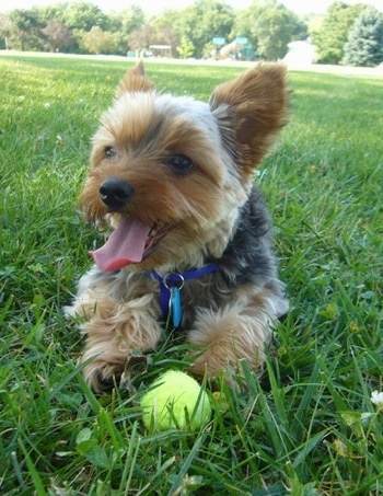A black with tan Yorkipoo dog laying in a field with a tennis ball in front of it and it is panting. It has large perk ears, dark eyes and a black nose.